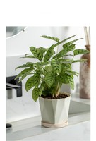 Pot de grand calibre jardin extérieur plante verte succulente pas cher pot de fleur en plastique épaissi grand pot de fleur en plastique