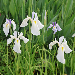 <span class=keywords><strong>Iris</strong></span> Japonés 'Komachimusume' - <span class=keywords><strong>Planta</strong></span> Acuática Adecuada para Estanques de Jardín e Invernaderos - Product Image 6