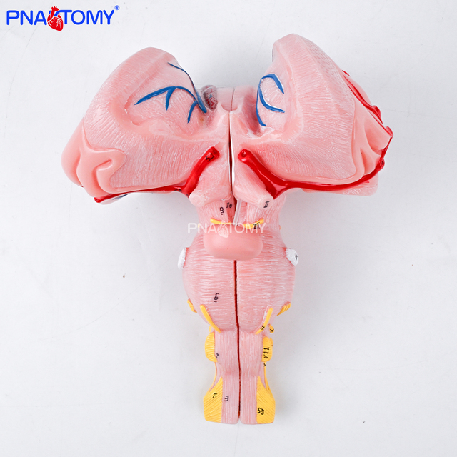 Enlarged Brainstem Model Anatomical Brain Artery Demonstration Medical Teaching Simulator Central Nervous System Model
