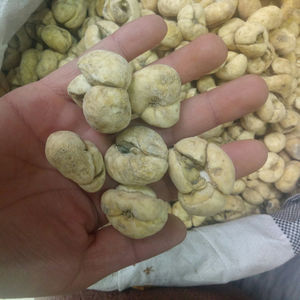 Zhe Bei Mu Bulbes de racines de Fritillaire Thunbergii de grande taille, Fritillaire de <span class=keywords><strong>Thunberg</strong></span> à vendre - Product Image 4