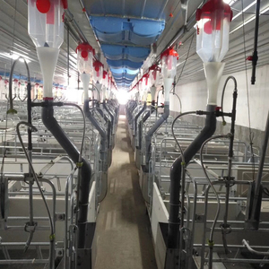 Soluciones Completas para Parideras: Jaulas, Acolchado y Equipamiento para Cerdas - Product Image 6