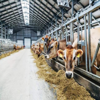 Bâtiment agricole préfabriqué en acier léger, structure personnalisée pour élevage de volailles, abri pour bétail, étable à vaches, étable à bovins, soudure rapide