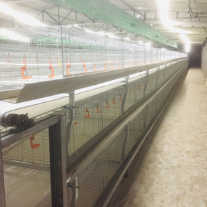 Système automatique de <span class=keywords><strong>cage</strong></span> pour poulets de chair de type H à 3 étages et 4 niveaux avec convoyeur à bande pour le nettoyage des déchets à vendre - Product Image 5