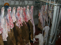 Équipement d'abattage automatique de bovins Halal, projet clé en main, abattoir de bétail, ligne complète d'abattage de bovins, moteur pour la viande