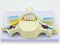 Modelo Anatómico de Sección Transversal de la Quinta Vértebra Cervical Humana YULIN, con Nervio Espinal y Médula Espinal Ampliados, Material PVC, Certificado CE