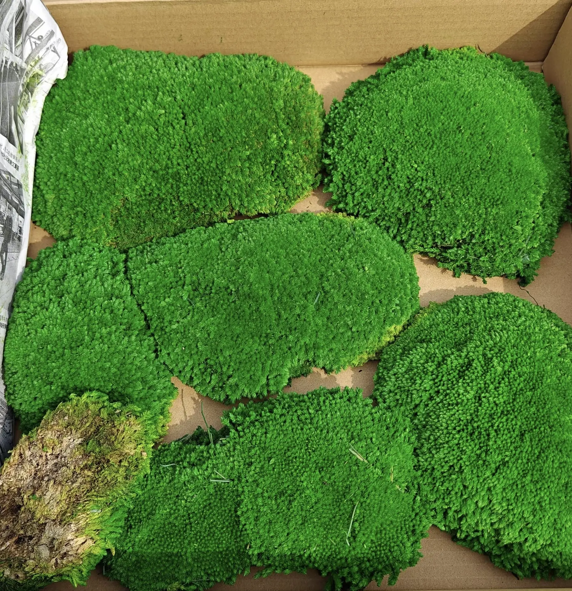 preserved real moss preserved green moss natural decorative pole bun moss