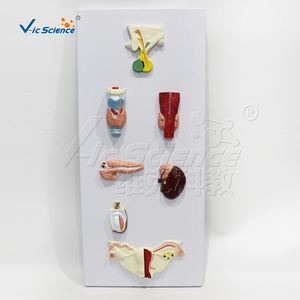 Modèle anatomique complet de la glande endocrinienne humaine en résine PVC, réutilisable, pour l'école de médecine, le laboratoire d'anatomie, CE/ISO/ROHS/CNAS - Product Image 6