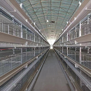 Sistema Avanzado de Alimentación y Limpieza de Estiércol Totalmente Automático Tipo H para Pollos de Engorde, Jaula Avícola Comercial de Gran Capacidad - Product Image 2