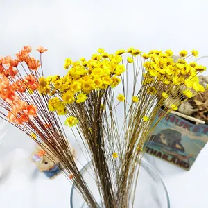 ब्राजील छोटे स्टार फूल Glixia मिठाइयां सूखे फूल डंठल गुच्छा टिनी डेज़ी फैक्टरी प्रत्यक्ष बिक्री Diy पुष्प फूल