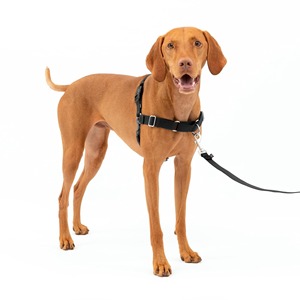 Harnais pour <span class=keywords><strong>chien</strong></span> le plus vendu, style gilet, pour races petites/moyennes/grandes/très grandes ; laisse en nylon résistante aux déchirures incluse - Product Image 1