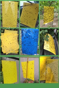 แผ่นกาวดักแมลงขนาด 20*25 ซม. สำหรับควบคุมศัตรูพืชในต้นไม้ผลไม้และโรงเรือน - Product Image 4