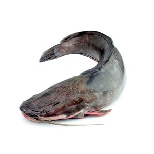 Guangzhoou Black <span class=keywords><strong>Bullhead</strong></span> Live ปลาดุก1000กรัมหางสีแดงปลาแช่แข็งขายทั้งหมดสำหรับตลาดแอฟริกันผู้ผลิตจีน - Product Image 1
