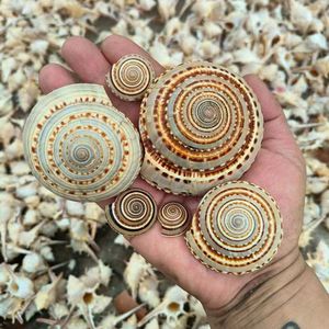 เปลือกหอยสังข์สำหรับตกแต่งบ้านงานฝีมือระดับพรีเมียมสำหรับตกแต่งบ้านงานแต่งงานกลางเปลือกหอยศิลปะแบบ DIY - Product Image 2