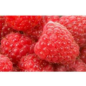 Extrait de framboise anthocyanine 20% 25% - Product Image 3