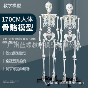 Modelo de esqueleto humano a escala 1:1 para adultos, modelo esquelético médico estándar de 180 cm, modelo de esqueleto de color blanco puro. - Product Image 1