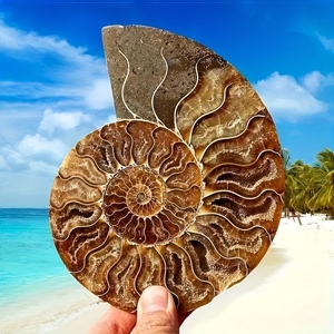 Groothandel Ammoniet fossiel Natuurlijk fossiel voor Reiki Healing Kristalsteen voor huisdecoratie - Product Image 3