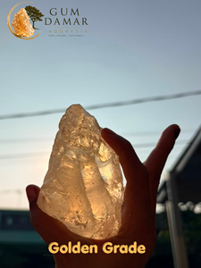 Natural Transparent Golden Gum Damar <b>Resin</b> Grade ABX Liquid Coating From Lampung Indonesia for Boat <b>Paint</b> Perfumery Aromatherapy - Product Image 4