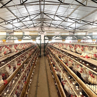 Nouveau Système de Cages pour Poules Pondeuses à Batterie pour Élevages Avicoles, Offre Spéciale, Longue Durée de Vie