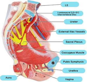 Modello Anatomico del Bacino <span class=keywords><strong>Femminile</strong></span> - Modello Didattico per Scuole e Ospedali in Materiale PVC - Product Image 5