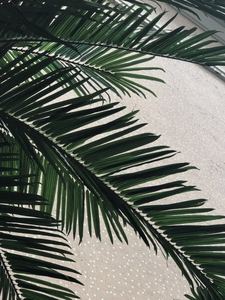 Usine chinoise extérieure décorative réaliste artificielle bouteille cocotier bureau plante d'intérieur - Product Image 4