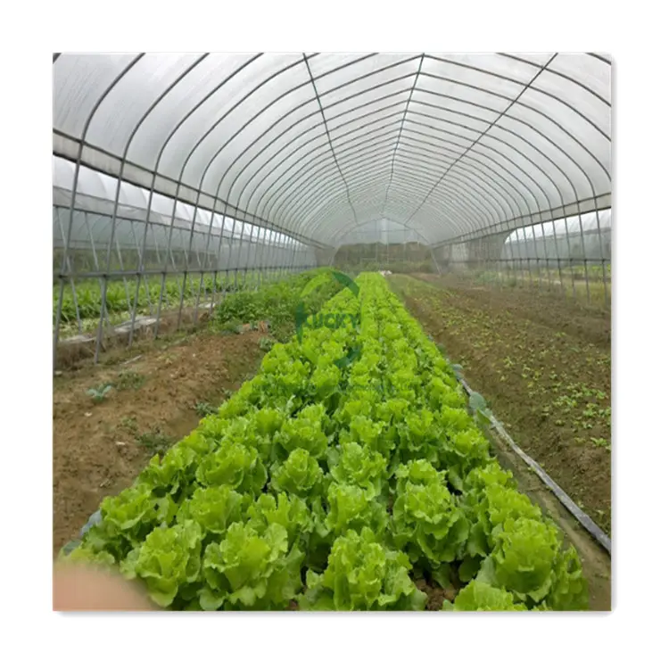 8*50M टर्नकी परियोजनाओं तेजी से वितरण आसानी से स्थापित वाणिज्यिक कृषि सुरंग सब्जियों निर्माता ग्रीनहाउस