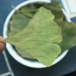Số lượng lớn chất lượng cao tự nhiên khô các loại thảo mộc <span class=keywords><strong>Ginkgo</strong></span> Lá <span class=keywords><strong>Ginkgo</strong></span> <span class=keywords><strong>Biloba</strong></span> lá để bán - Product Image 4