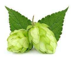 Prix de gros extrait de houblon extrait de fleur de houblon poudre d'extrait de houblon naturel - Product Image 4