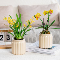 Vase hydroponique en plastique coloré, pot de propagation pour plantes d'intérieur, décoration de jardin à domicile, vente en gros