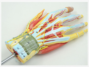 Sciedu có thể tháo rời tay cơ bắp với chính mạch máu và dây thần kinh mô hình 7 Bộ phận con người giải phẫu mô hình cơ bắp giảng dạy Viện trợ tay xương - Product Image 5