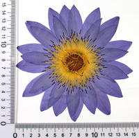 Fleurs de lotus bleues naturelles séchées et pressées pour décorations de la Saint-Valentin et de Pâques - Plante préservée écologique pour le bricolage