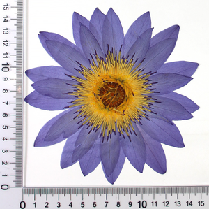 Lirio de Agua Azul Seco y Prensado Natural, para Decoraciones, Especímenes de Plantas y Flores - Product Image 2