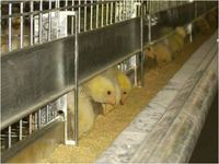 Cage automatique de couche de batterie à 4 niveaux de type H nouvelle conception d'équipement de ferme avicole efficace pour l'élevage de poulets et d'animaux