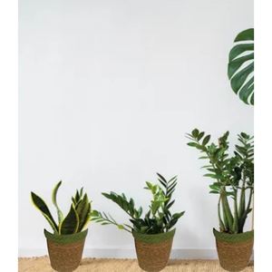 Set di 5 Grandi Vasi Ecologici in Corda Intrecciata da 1 Gallone, Portavasi di Lusso con Bordo Verde per Giardinaggio e Uso Domestico - Product Image 5