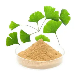 Fábrica fornecimento Ginkgo biloba extrato pó