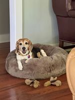 Lits pour chiens et chats en mousse à mémoire de forme orthopédique de luxe personnalisés, élégants, à imprimé léopard, canapés pour animaux de compagnie, imperméables, lavables, housse amovible