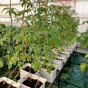 ระบบไฮโดรโปนิกส์สมบูรณ์สมบูรณ์ระบบถังดัตช์ระบบปลูกพืชไร้ดิน - Product Image 6