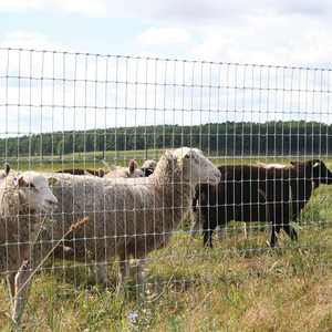 <span class=keywords><strong>2</strong></span> "x 4" vuông Knot ngựa hàng rào không leo lên S Knot lĩnh vực đồng bằng Dệt Phong Cách Hàn và cắt dịch vụ chế biến cho hàng rào trang trại - Product Image 5