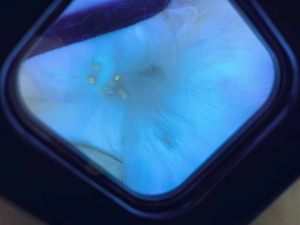 चिकित्सा डर्मेटोस्कोप 365एनएम और 405nm uv पालतू जानवरों के लिए पशु चिकित्सा - Product Image 3