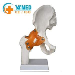 Modèle anatomique de la hanche grandeur nature de haute qualité pour l'enseignement et l'apprentissage, modèle d'enseignement avec ligaments flexibles, modèle d'os de la hanche - Product Image 1