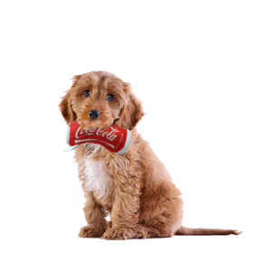 Fábrica personalizada de alta calidad Hyper Pet Doggie Tail juguetes interactivos de peluche para perros juguetes de peluche para <span class=keywords><strong>mascotas</strong></span> con botella de plástico - Product Image 3