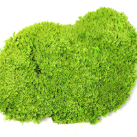 Micro-paysage artisanal éternel en mousse grise avec fleurs éternelles, mousse verte qui ne s'estompe pas