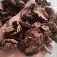 Song Mo Chine Suillus Luteus Slippery Jack en vrac, Suillus Luteus sauvage déshydraté L.ex Fr. Champignons gris à vendre