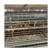 Système de cages automatiques pour poussins pondeuses d'un jour et poussins de chair de type H, en acier galvanisé à chaud, conception brevetée