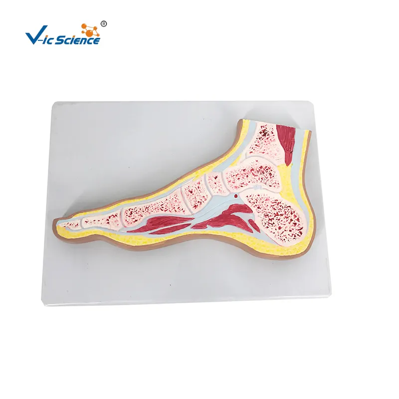Cross-sectional Foot Joint Anatomy Model human ankle anatomical model foot model mannequin