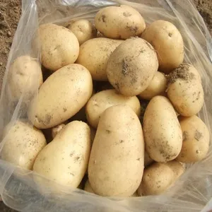 New crop good quality for price of fresh potatoes