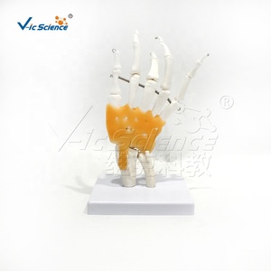 Mô Hình Bộ Xương giảng dạy mô hình khớp tay chức năng của con người - Product Image 5