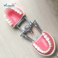 Modelo de Entrenamiento Dental, Modelo de Plástico de Dientes Humanos, Modelo Educativo de Ciencias Médicas