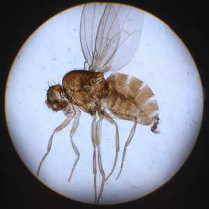 Vetrini Preparati di Biologia Generale, Zoologia e Istologia con Strutture Dettagliate per l'Insegnamento Medico, Marca <span class=keywords><strong>Deren</strong></span> - Product Image 5