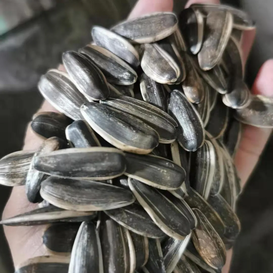 중국 검은 흰색 원시 5009 361 해바라기 씨앗 커널 가격
