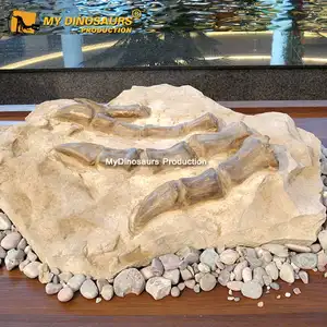 Z MY DINO Dinosaur Claw Fossil Plateosaurus Toe Bone Cast